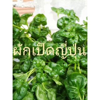 ผักเป็ดญี่ปุ่น ในกระถาง 5.5 นิ้ว ปลูกแบบออร์แกนิก Brazilian spinach