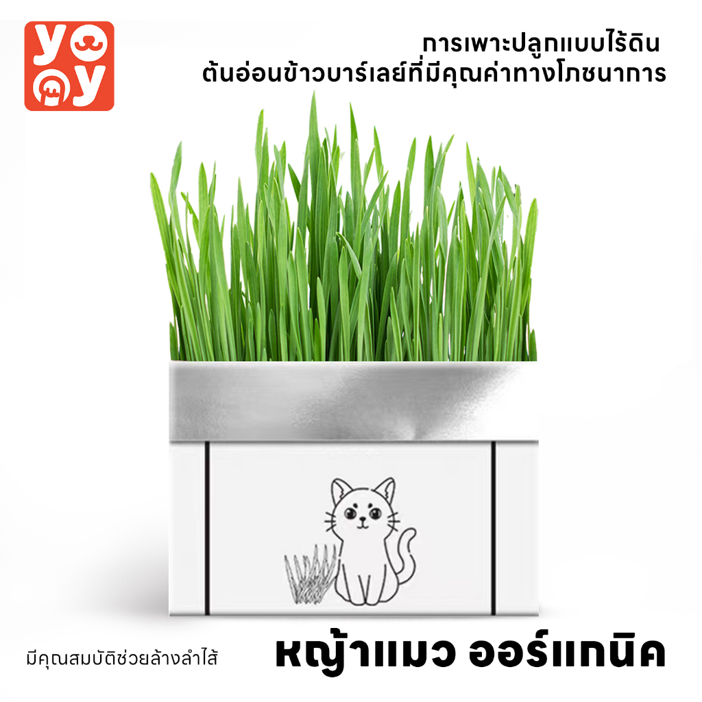 yoyo Pet: หญ้าแมว ชุดปลูกข้าวสาลี ชุดหญ้าออร์แกนิคพร้อมปลูก สำหรับ หมา แมว หนู กระต่าย นก และสัตว์กินหญ้าอื่นๆ