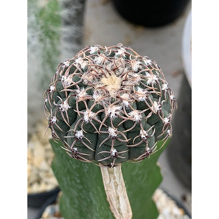 ยิมโนหนามแมงมุม(Gymnocalycium Stellatum v. Kleinianum) ไม้กราฟ