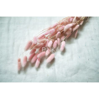 พร้อมส่ง!! ถูกมาก!!! หญ้าหางกระต่ายสีธรรมชาติ มีให้เลือก 2 ขนาด ดอกไม้แห้งเก็บได้นานมากกว่า 2 ปี