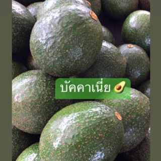 อะโวคาโดบัคคาเนี่ย 🥑 เนื้อเหลืองสวย อร่อย