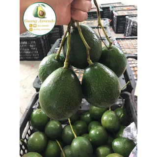 อะโวคาโดบัคคาเนี่ย 🥑 เนื้อเหลืองสวย อร่อย