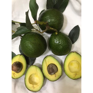 อะโวคาโดบัคคาเนี่ย 🥑 เนื้อเหลืองสวย อร่อย