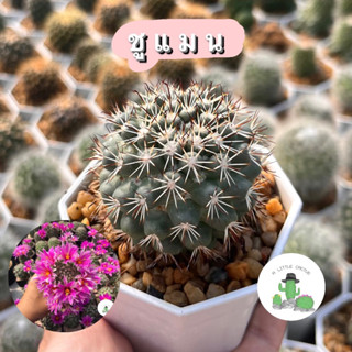 🌵 A Little cactus🌵| แคคตัส กระบองเพชร แมมชูแมน