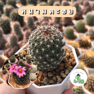 🌵 A Little cactus🌵| แคคตัส กระบองเพชร หนามตะขอ