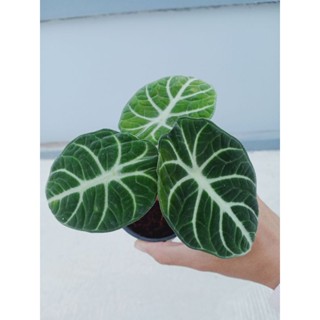 อโลคาเซีย  แบล็ค เวลเวท ( Alocasia black velvet )