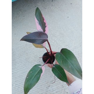 พิงค์ปริ้นเซสเจ้าหญิงสีชมพู pink princess philodendron ไม้ฟอกอากาศ