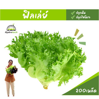 เมล็ดสลัดฟิลเล่ย์ 200เมล็ดสำหรับปลูกลงดินและไฮโดรโปนิกส์
