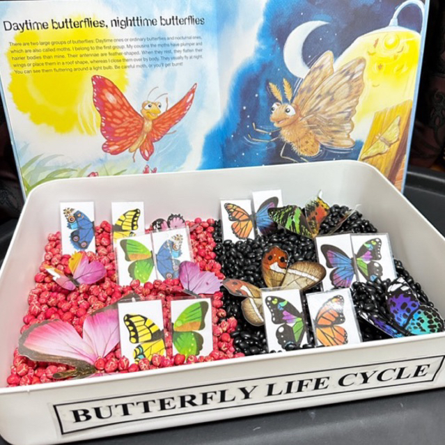 Butterfly Sensory Play  กล่องกิจกรรม ฝึกจับคู่ผีเสื้อ เรียนรู้วงจรชีวิตผีเสื้อ กลางวันและกลางคืน(ได้ทั้งเซ็ทในภาพ) – โปรปัง