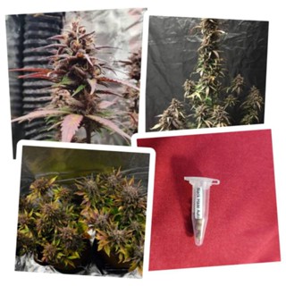 เมล็ดสายพันธุ์Black Haze Auto / STSเพศเมีย90-95%ชุดละ5เมล็ด