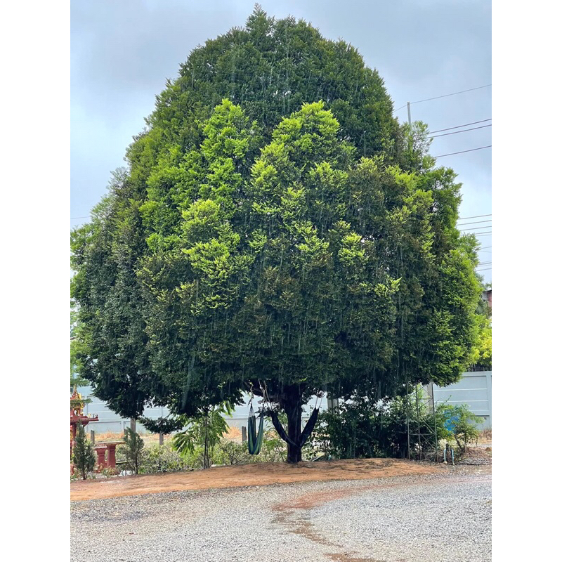 ต้นล่ำซำ1ต้นถุงดำ10-15ซม. เบบี้ไม้มงคลหายากฟอร์มสวย🌲🍄🪵🪴 ปลูกเพื่อความเป็นสิริมงคลและล้อมเป็นไม้ล้อม