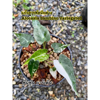 แก้วสารพัดนึกด่าง ตัวเมีย🌿Alocasia bambino variegated🌿ต้นที่ส่ง คือ ต้นในรูป🌿รับประกันการจัดส่ง