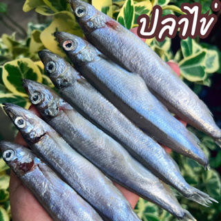 🐟 ปลาไข่ 🐟 ปลาไข่ 1000 กรัม ‼️ฟรีโฟม‼️