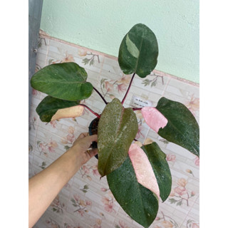 ฟิโลเดนดรอน พิ้ง ปริ้นเซส Philodendron pink princess🌿ต้นที่ส่ง คือ ต้นในรูป