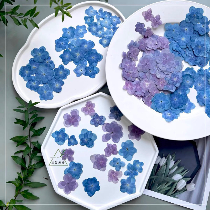 พร้อมส่ง ดอกไฮเดรนเยียกลีบซ้อน ดอกไม้ทับแห้ง – โปรปัง