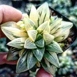 #ฮาโวร์เทีย (Haworthia)ฮาโวเทีย #ไม้อวบน้ำ ป็นไม้อวบน้ำที่มีลักษณะสวยงามยิ่งเมื่อใบได้สะท้อนกับแสงคล้ายแก้วที่ส่องประกาย