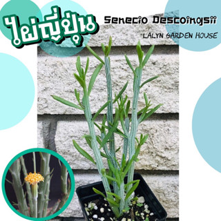 🎋🎌ต้นไผ่ญี่ปุ่น (ไม้น่าสะสม) senecio descoingsii เลี้ยงแดดรำไรได้นะคะ 🪴🎋