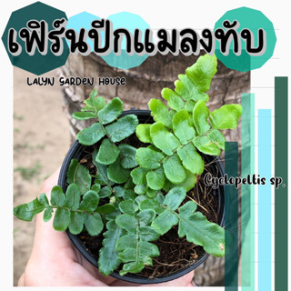 🌿 เฟิร์นปีกแมลงทับ Cyclopeltis sp. 🌿🐞 ใบมีเกล็ดปกคลุมอย่างหนาแน่น เป็นไม้ที่มีเอกลักษณ์ ที่น่าสะสมและน่ารักมากๆค่ะ