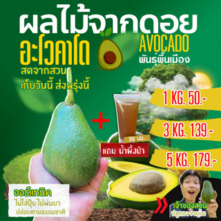อโวคาโดพันธ์ุพื้นเมืองจากดอยห้วยน้ำขุ่น จ.เชียงราย  ออร์แกนิค สดจากสวน โตตามธรรมชาติ ขนาด 3-5 ลูกต่อกิโลกรัม Avocado
