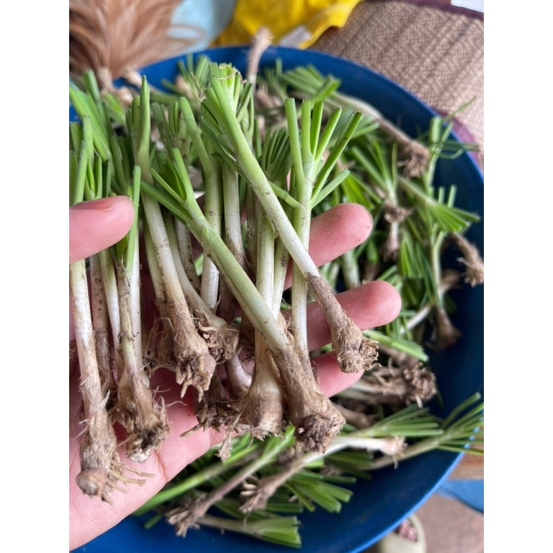 พันธุ์กุยช่ายดอก พันธุ์ต้นใหญ่ กินได้ทั้งดอกและใบ