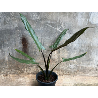 Alocasia lauterbachiana นาคราชดำ ฟอร์มสวย