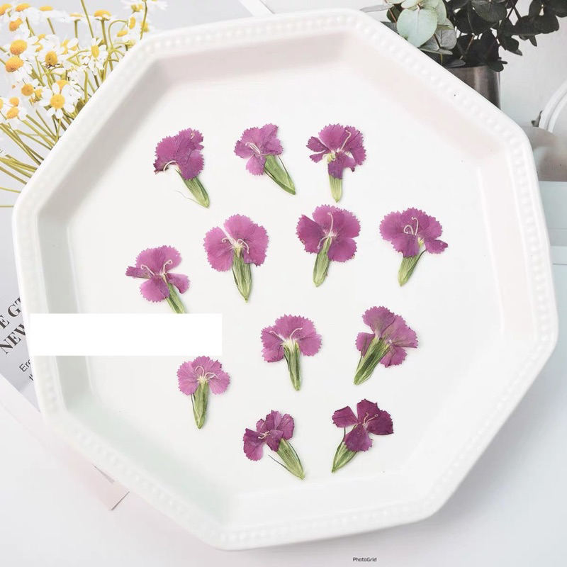 พร้อมส่ง ดอกผีเสื้อ Dianthus ดอกไม้ทับแห้ง