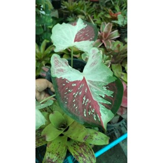 บอนสีพรหมพิมานcaladium