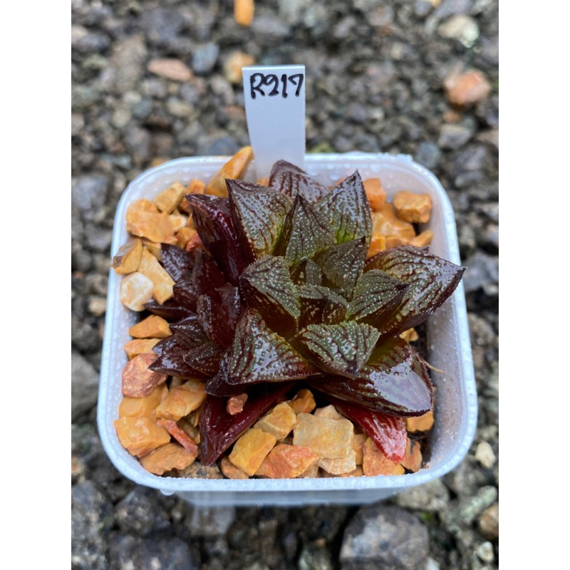 Haworthia Hybird Thailand ขนาดกระถาง 2 นิ้ว จัดส่งทั้งกระถาง รหัส R217-246