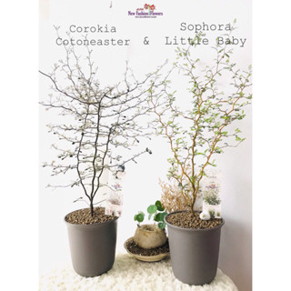 Sophora Little Baby &amp; Corokia Cotoneaster Rare ! ไม้มินิมอล 2 สายพันธุ์นำเข้าทั้งกระถาง การันตีสายพันธุ์แท้จากฮอลแลนด์