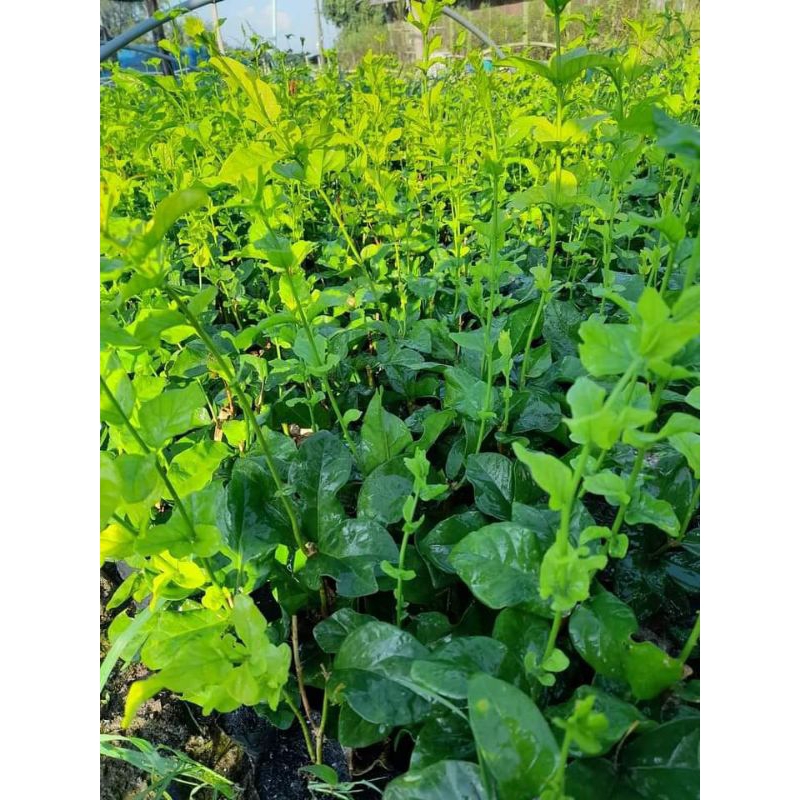 ต้นมะลิซ้อนดอกใหญ่1ต้นถุงดำสูงประมาณ15-20ซม.หอมมากช้าหมด - รูปที่ 2