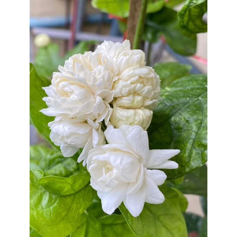 ต้นมะลิซ้อนดอกใหญ่1ต้นถุงดำสูงประมาณ15-20ซม.หอมมากช้าหมด