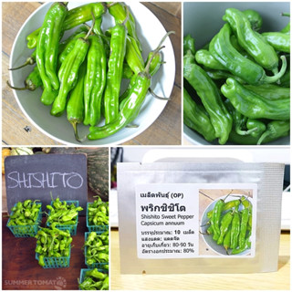 เมล็ดพันธุ์ พริกญี่ปุ่น ชิชิโต Shishito Sweet Pepper Seed บรรจุ 10 เมล็ด คุณภาพดี ของแท้ 100%