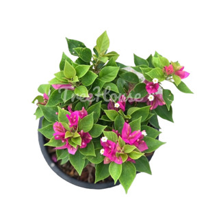 สาวิตรีแคระ กระถาง 6 นิ้ว / Bougainvillea hybrid