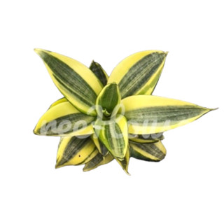 ลิ้นมังกรฮันนี่ กระถาง 4 นิ้ว / Sansevieria trifasciata Prain pot 4
