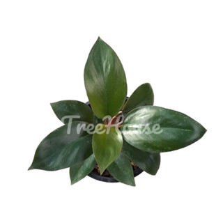 รวยโชค กระถาง 8 นิ้ว / Philodendron Red Congo Pot 8