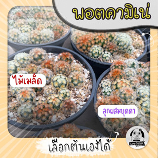 แมมคามิเน่ลูกบุดดาไม้เมล็ด ยกพอตหลายต้น เลือกได้  (Mammillaria carmenae buddha) - กระบองเพชร ราคาถูก🌵แคคตัส🌵