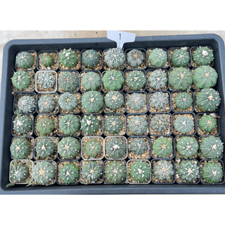 (1)ต้นแอสโตรยกถาดในรูป  ส่งแบบถอดกระถาง ล้างรากเท่านั้น ไม้เมล็ด ฺBY 🌵CONY CACTUS🌵