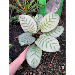 calathea carlina คล้าคาลิน่า