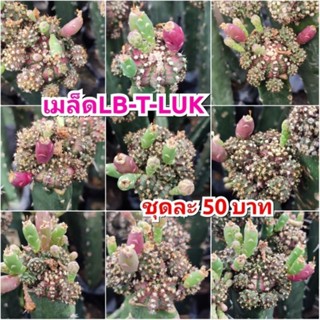 เมล็ด LB-T-Luk 1หลอด ได้150เมล็ด+++