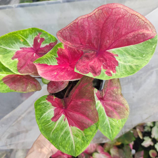 เพชรบ้านประทุม บอนสี Caladium