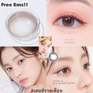 [ส่งฟรีEMS] Daisy Shower สี Pure Gray🩶 เลนส์เกาหลีรายเดือน | ทักแชทก่อนกดสั่งซื้อ‼️