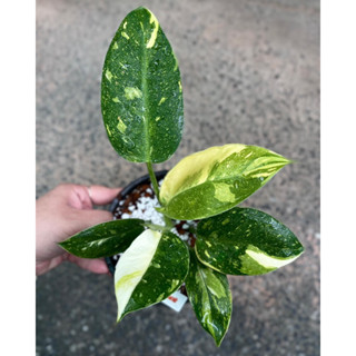 กรีนคองโก ฟิโลกรีนคองโกไฮบริด philodendron green congo hybrid var