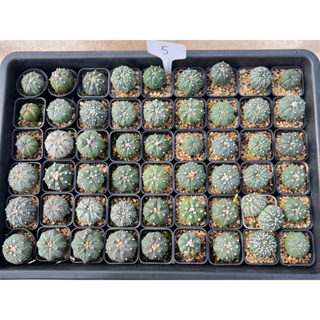 (5)ต้นแอสโตรยกถาดในรูป  ส่งแบบถอดกระถาง ล้างรากเท่านั้น ไม้เมล็ด ฺBY 🌵CONY CACTUS🌵