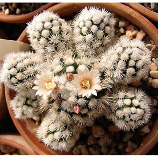 Mammillaria  Snowcap สโนว์แคป กระถาง 2 นิ้ว