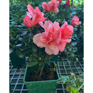 กุหลาบพันปีAzalea  #กุหลาบพันปี  2สีใร1กระถางกระถาง7นิ้ว