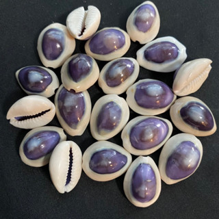 เปลือกหอยสวยๆ คาวรีหลังเล็กสีม่วง pruple cowrie seashells 2.5cm