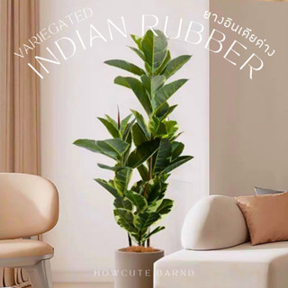 [PRE15วันค่ะ]🪴Variegated Indian Rubber (ยางอินเดียด่าง) ยางอินเดียปลอม ฟอร์มกิ่งและใบสวยมาก มินิมอลมาก แต่งบ้านสวยสุดๆ