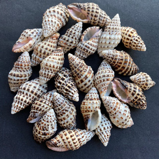 เปลือกหอยลายจุดดำ Black Spotted Sea Snail Shell 50g 2-3cm hei ban