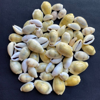 คาวรีสีเหลืองขนาดเล็ก small yellow cowrie 50g 1.5-2.5cm