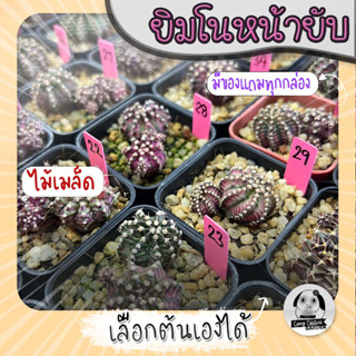 ยิมโนหน้ายับ (เลือกต้นได้) ไม้เมล็ด ลูก Trex/Tluk ( ต้นกระบองเพชร Gymnocalycium )  Set P🌵ต้นแคคตัส❤️